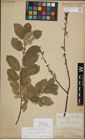 Foto von Salix myrsinifolia Salisb.